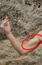 Alongamento para escalada: bíceps braquial localização